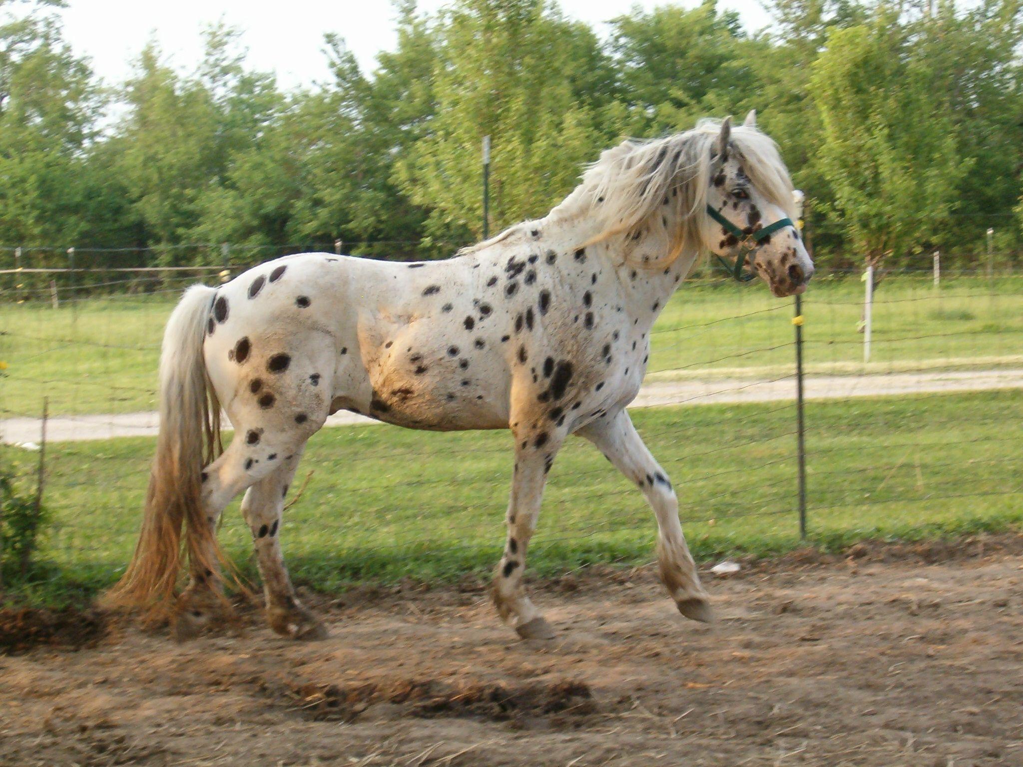 Appaloosa Horse HD Wallpaper