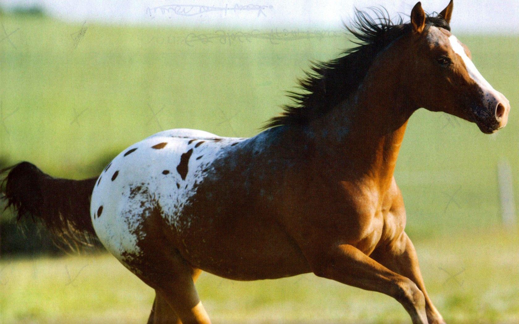 Simply: Appaloosa horse bay horses galloping desktop