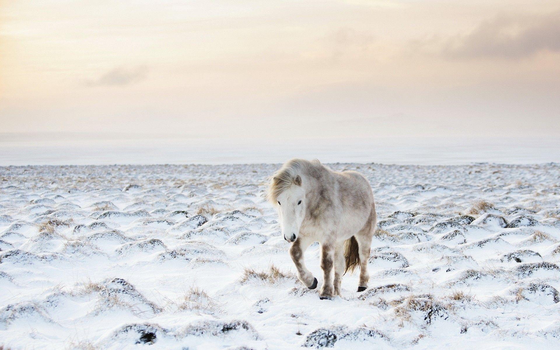 Wallpaper Horse, Jump, Grass, Sky HD, Picture, Image