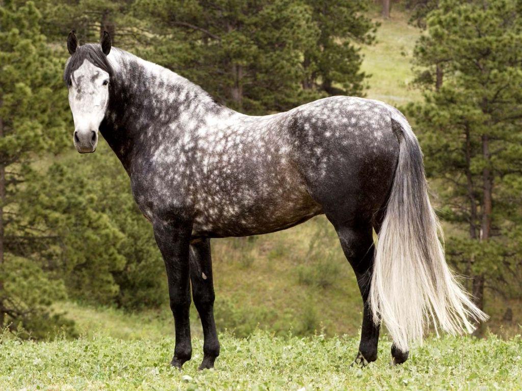 horse / horseheaven. Heart of a Horse. Horse