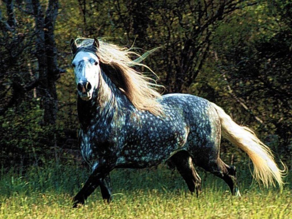 Appaloosa Wallpaper HD Download