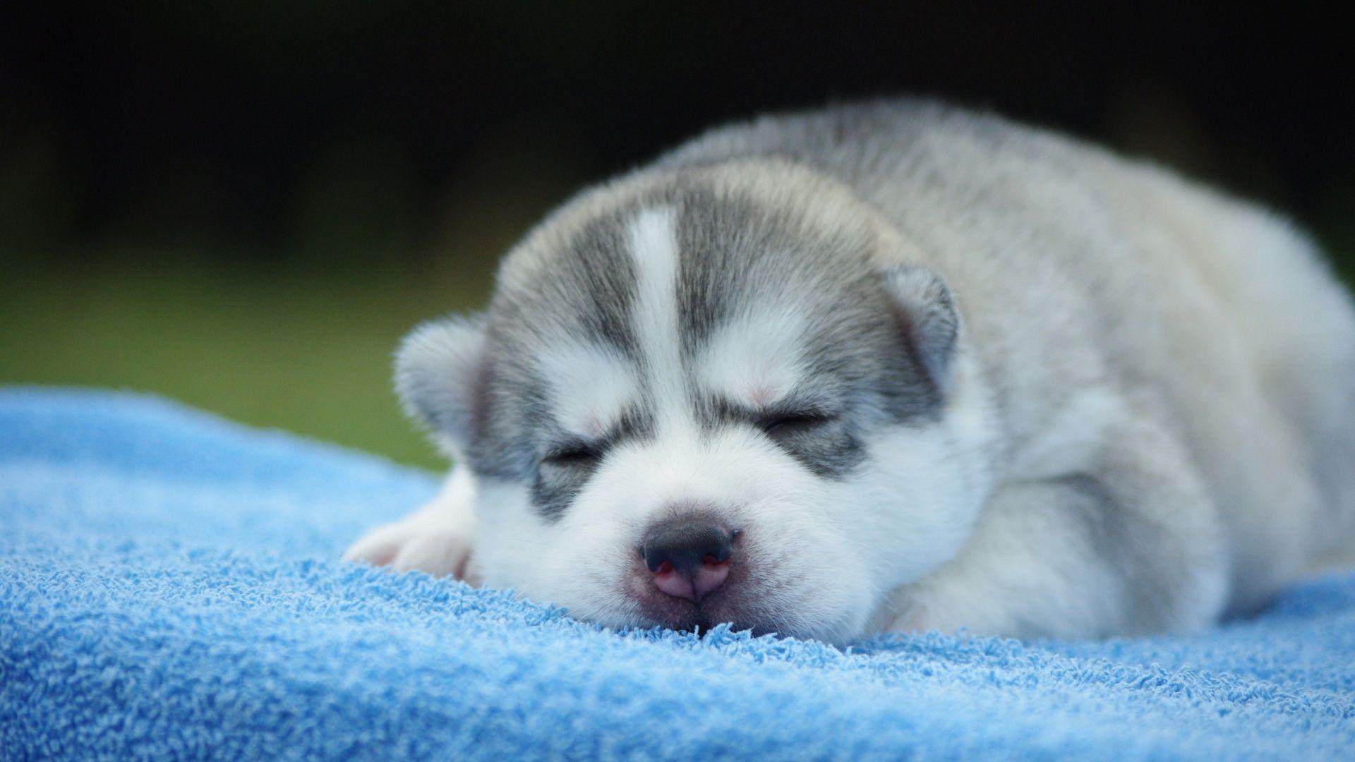 Husky Puppy Sleeping