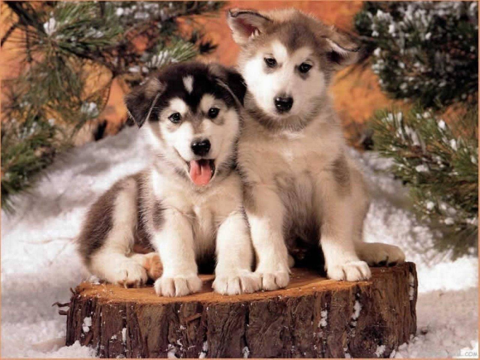 Types of Huskies Dog that Looks Like a Wolf. Information
