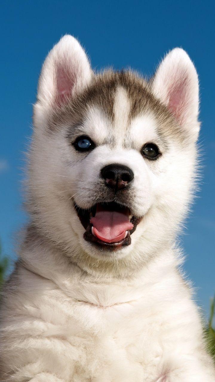 best Huskies image. Siberian huskies, Animals