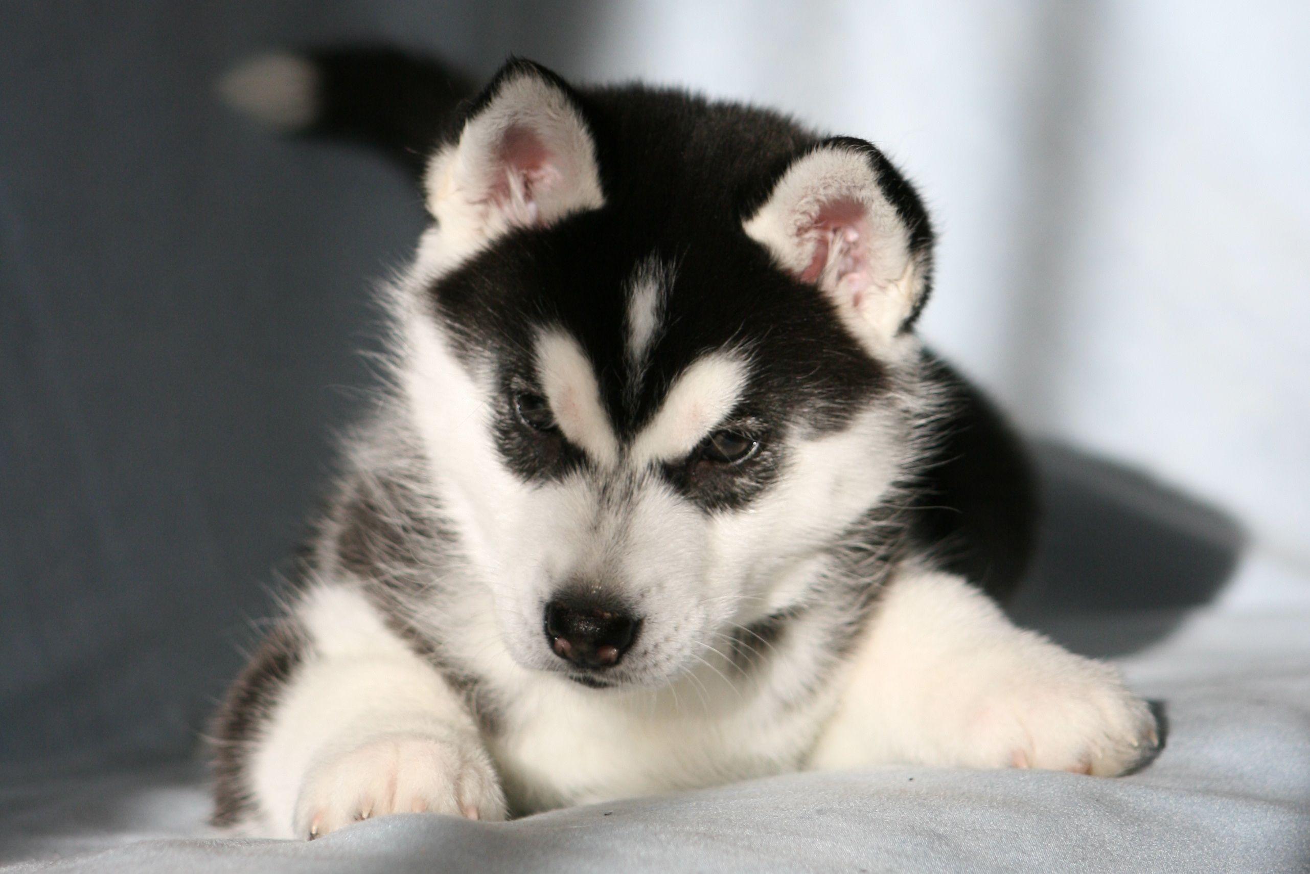 Husky Puppy Wallpaper Free with High Definition Wallpaper German