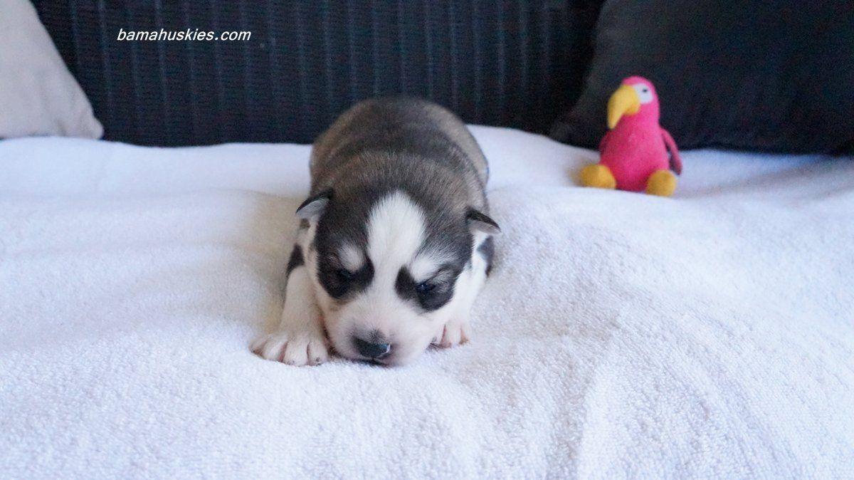 Baby Husky Puppies Siberian For Background With Pics Of HD
