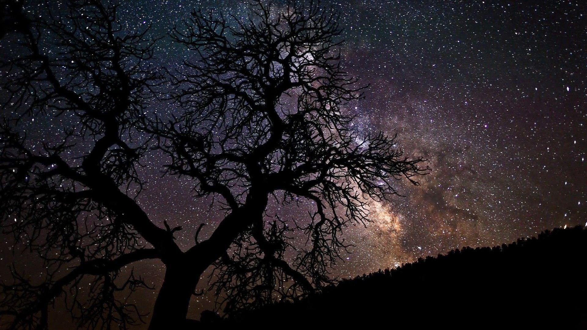 Sky Starry Night Sky Stars Nature Trees Wallpaper Wide