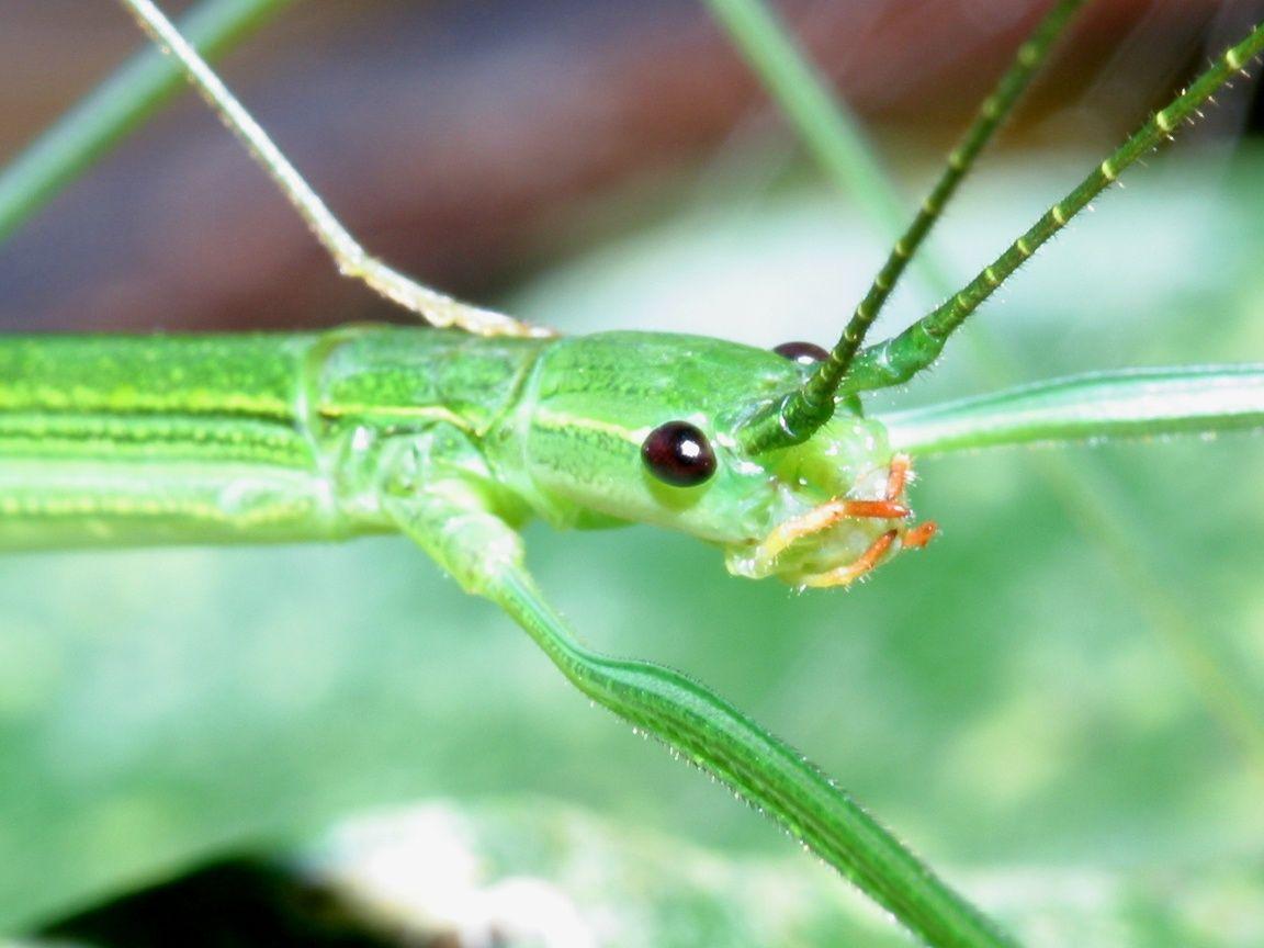 National Geographics: stick insect stick insect facts stick insect