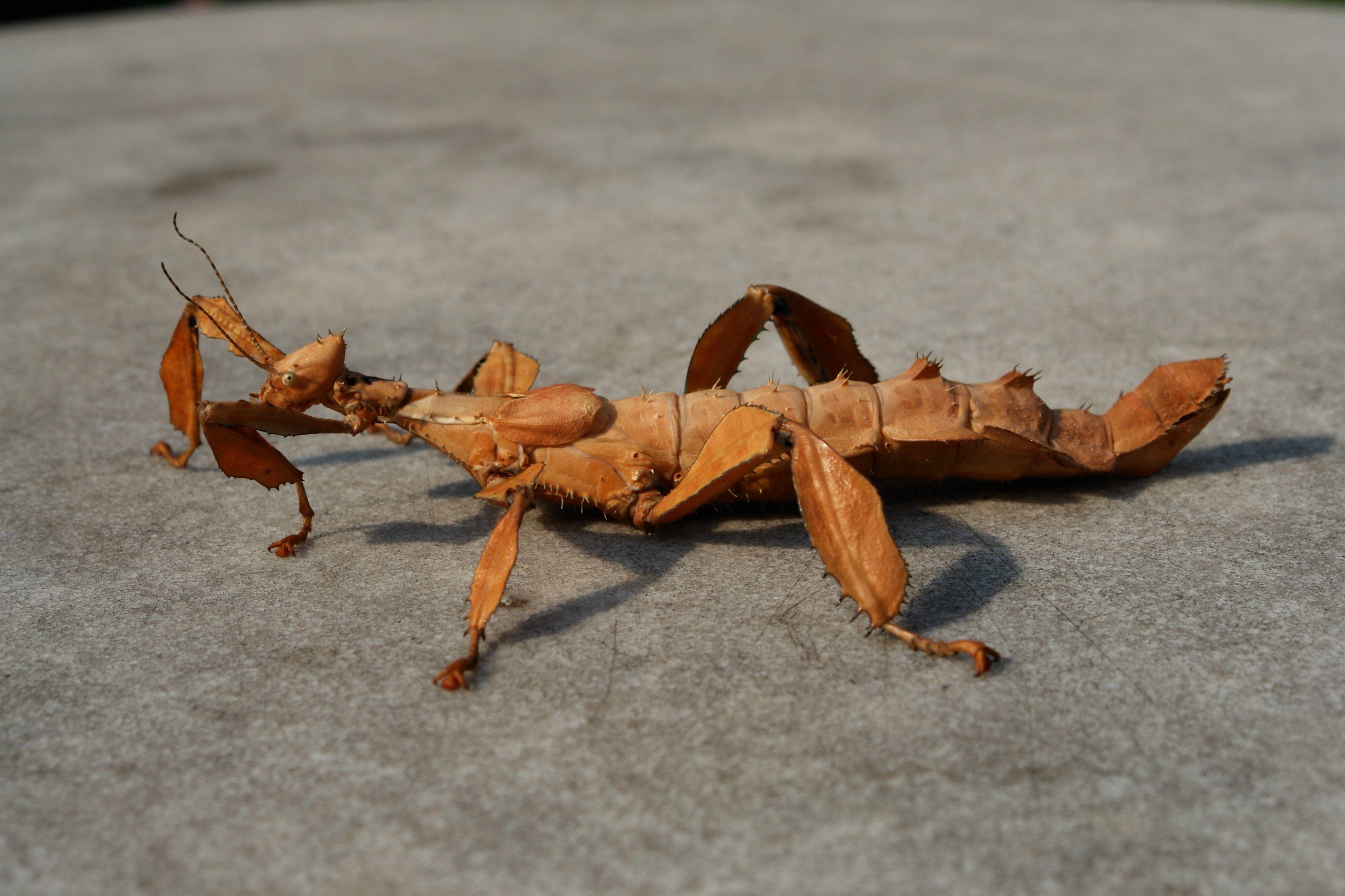 widescreen wallpaper giant spiny stick insect Download Awesome
