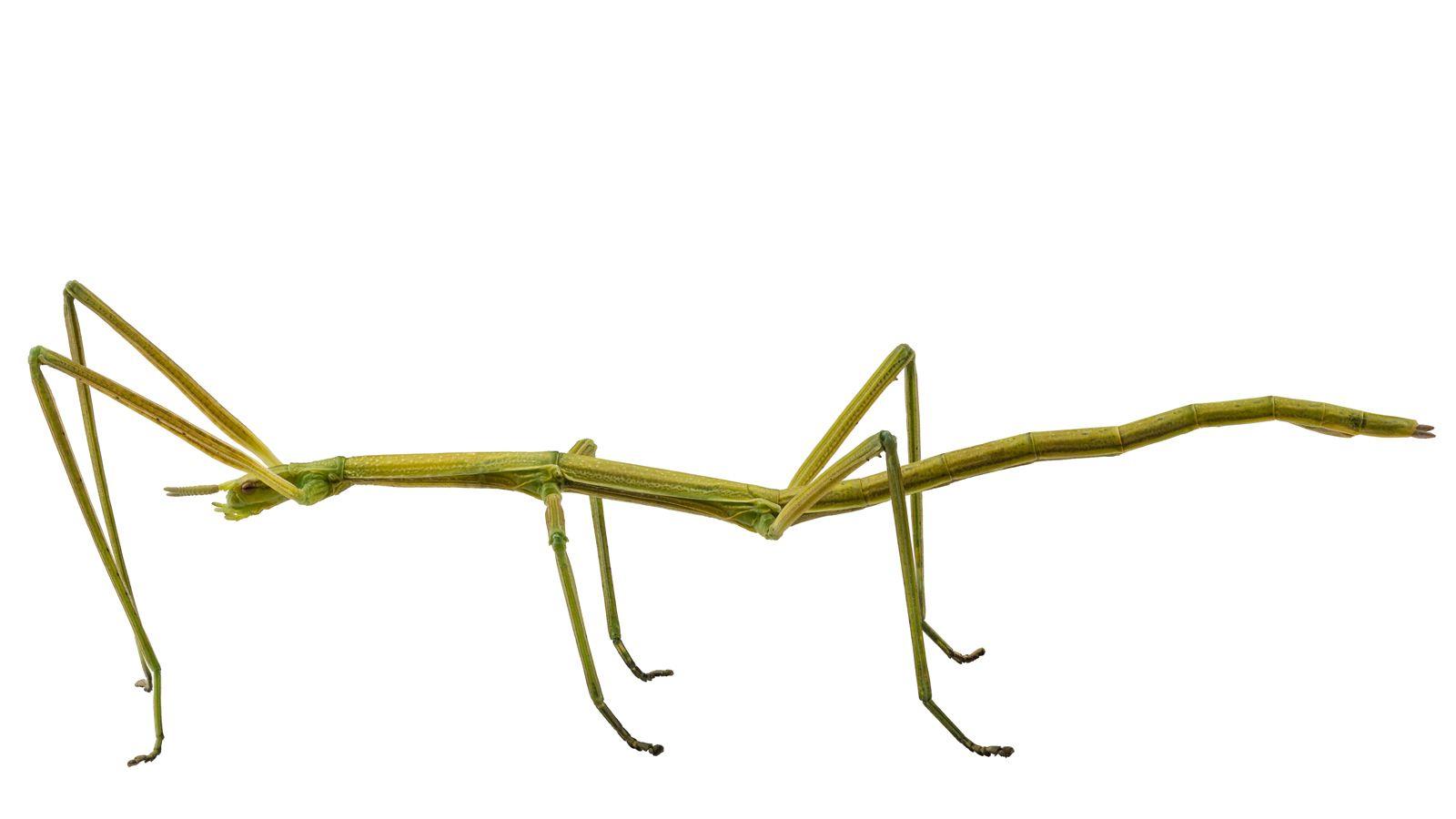 Stick Insect Animal Profile