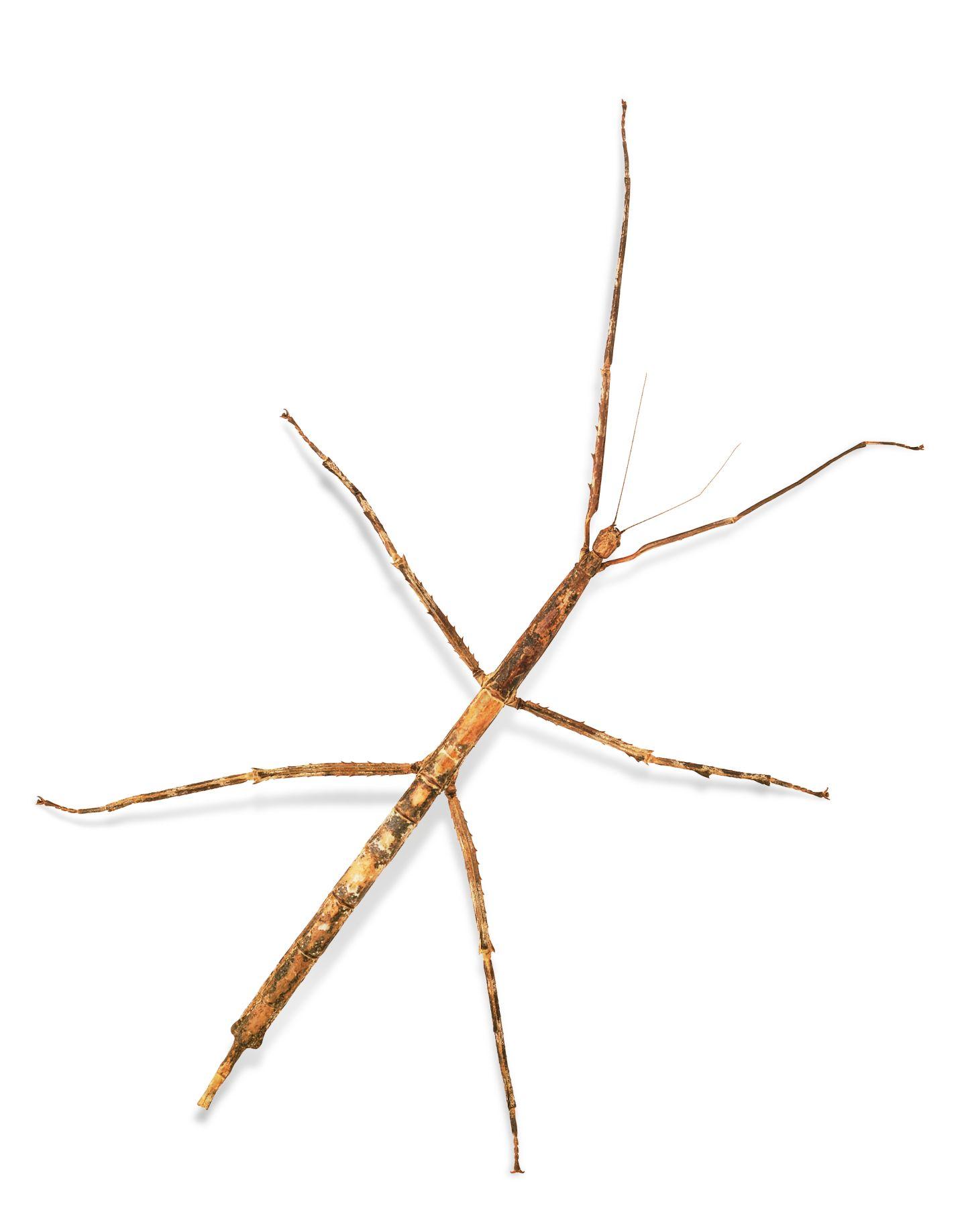 Stick Insect Wallpapers - Wallpaper Cave