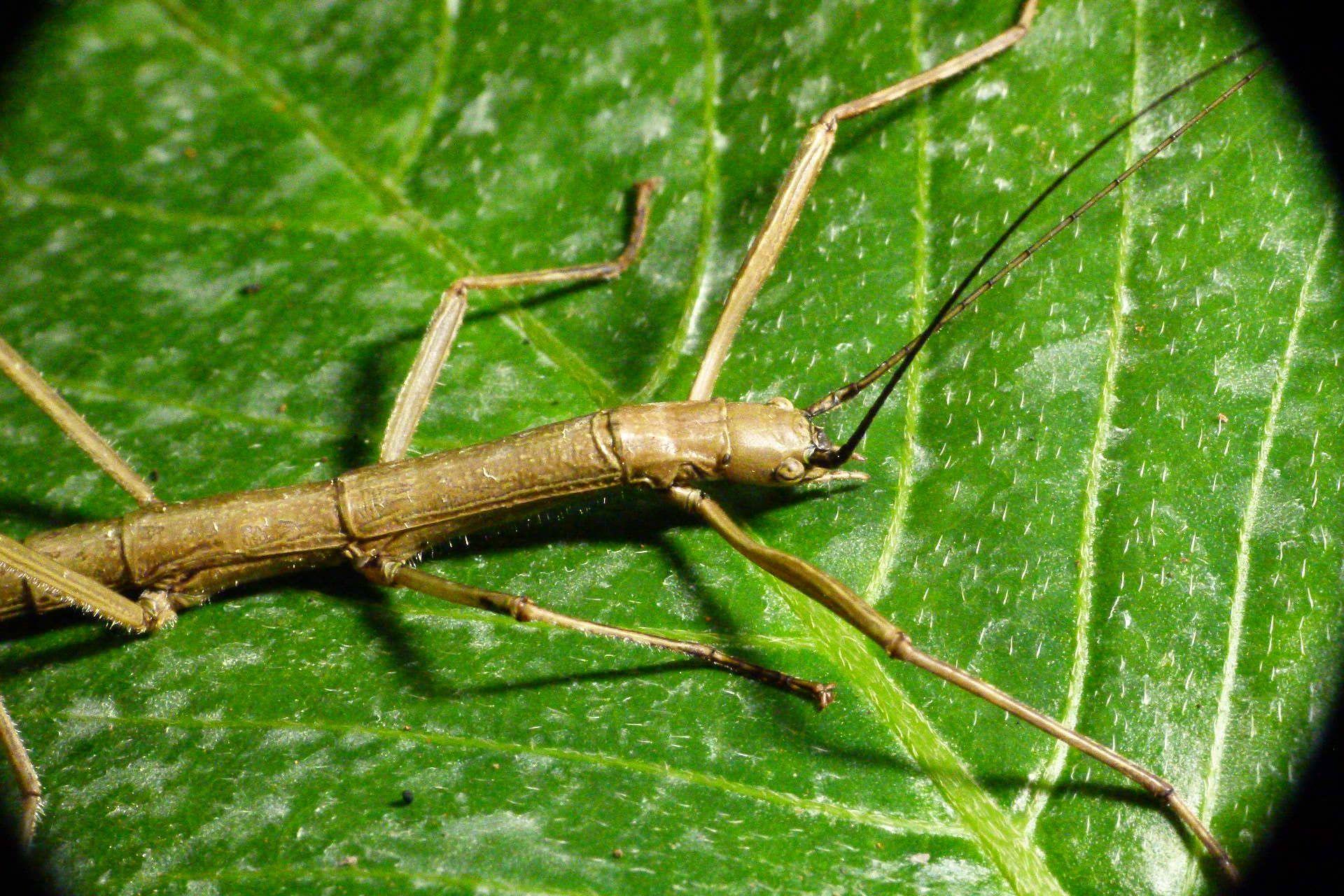 What Does A Walking Stick Bug Look Like