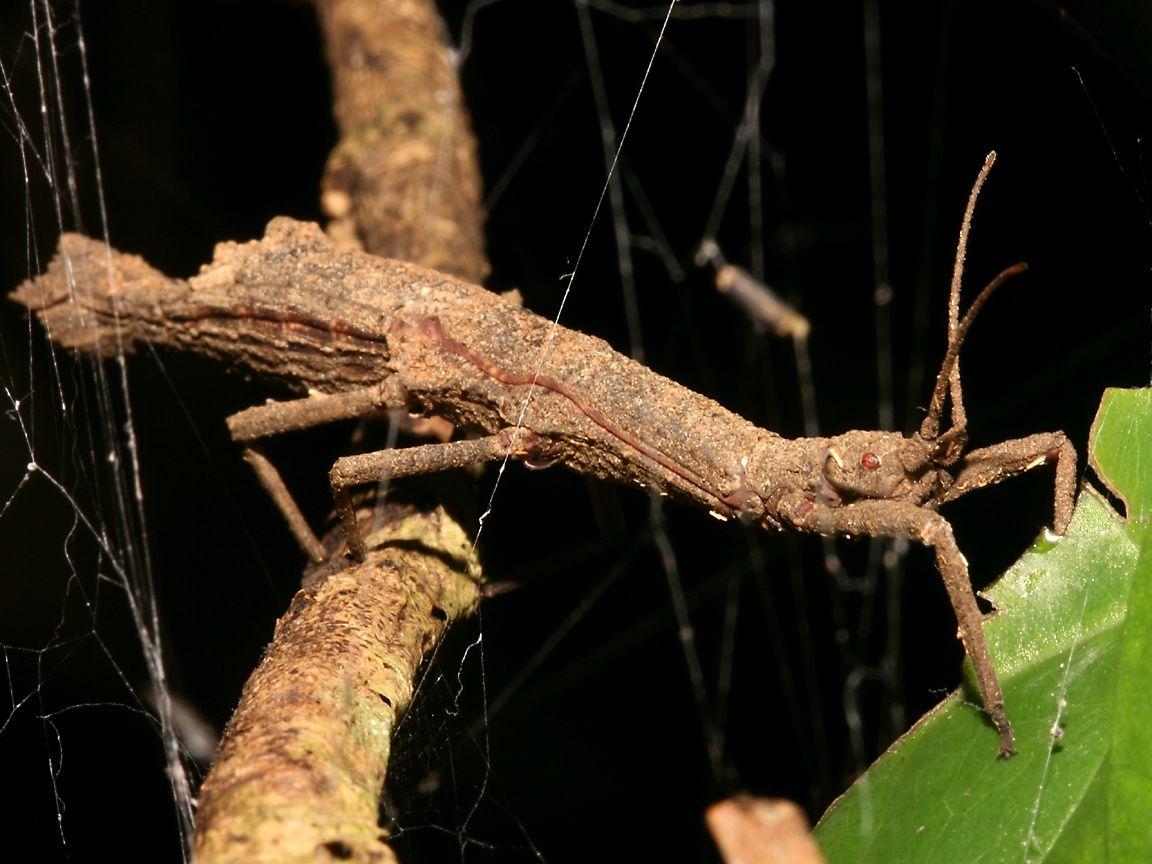 Indian Stick Insect. Amazing creatures II. Insects