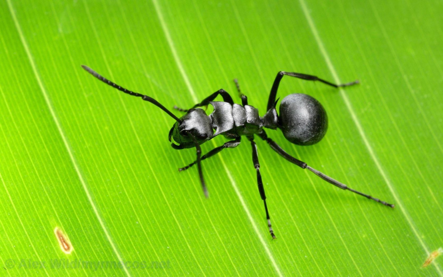 Stick Insect Wallpapers - Wallpaper Cave