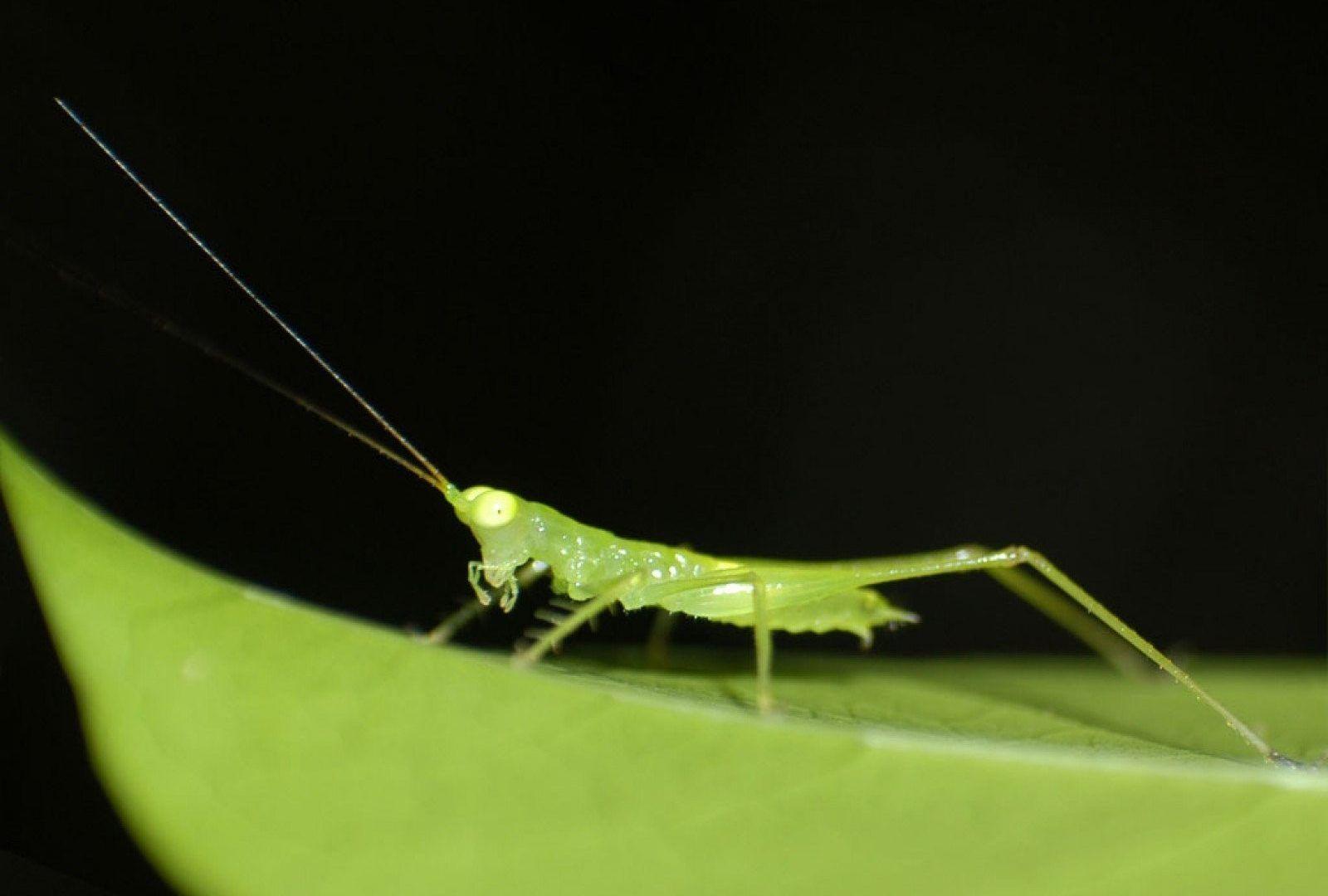 Stick Insect Wallpapers - Wallpaper Cave