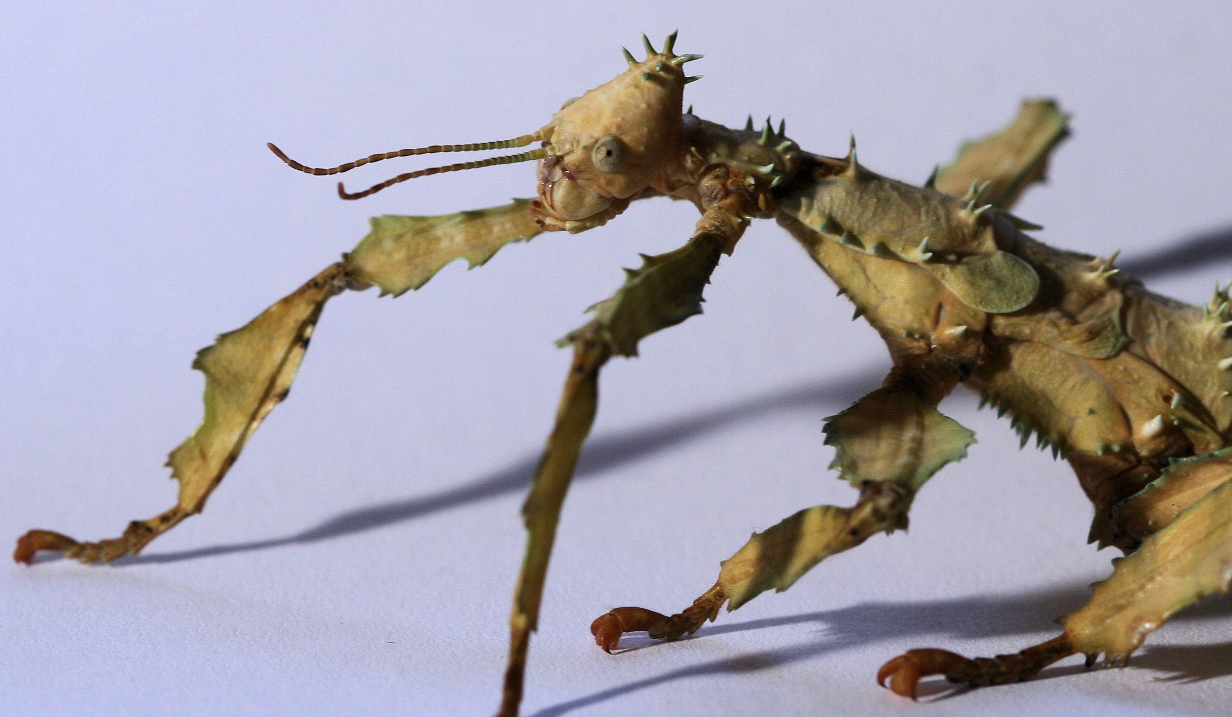 Giant Spiny Stick Insect Free HD Wallpaper Image Background