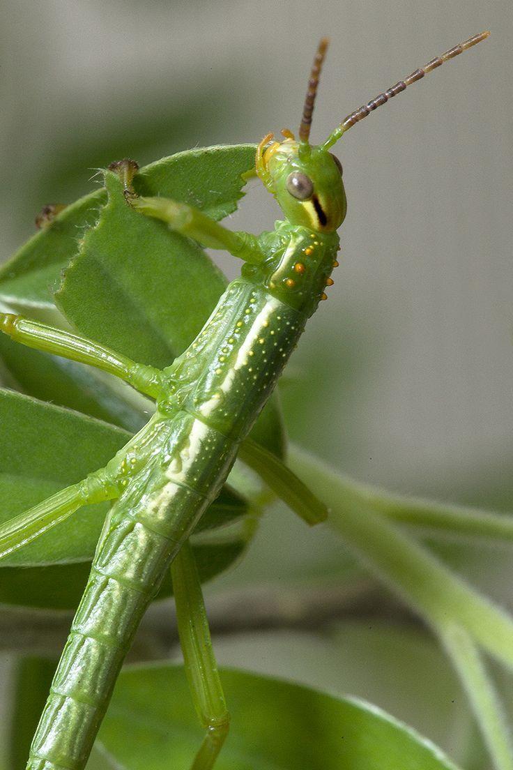 best leaf & stick insects image. Insects