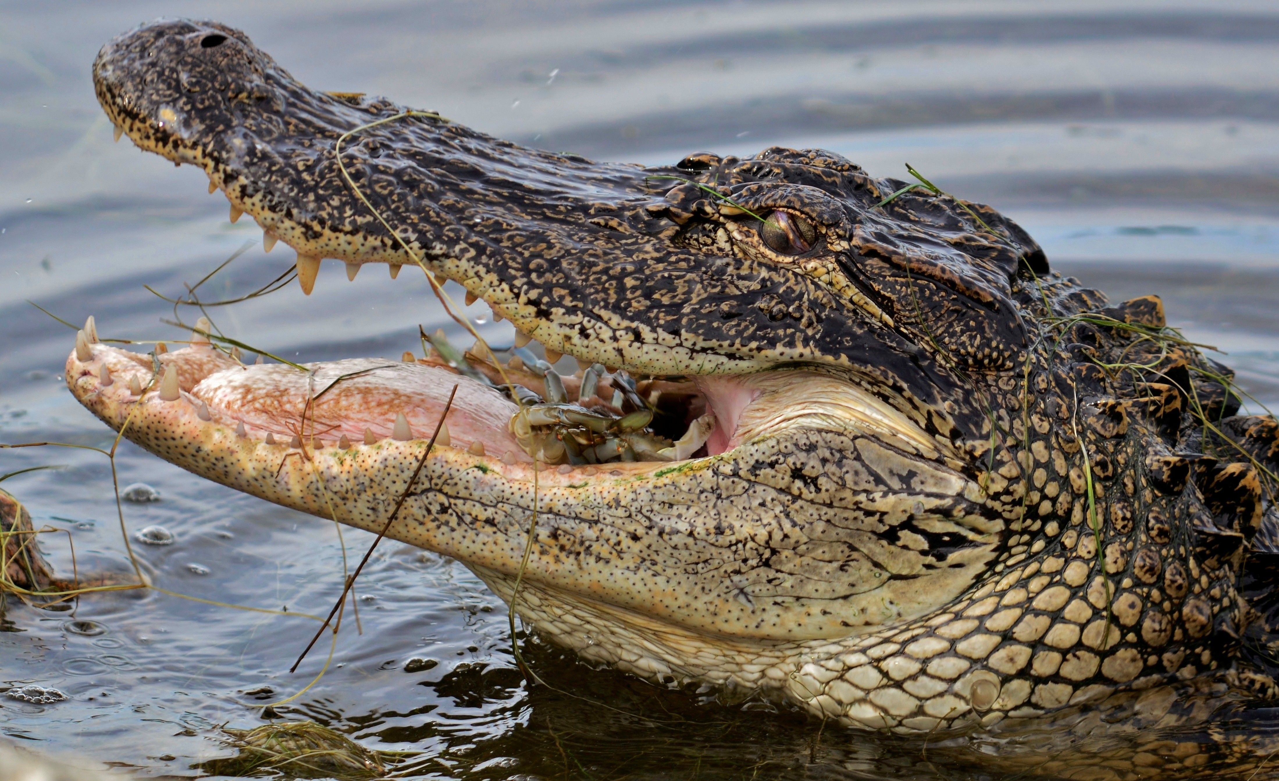 Wild Big Alligator Eating HD Animal Wallpaper