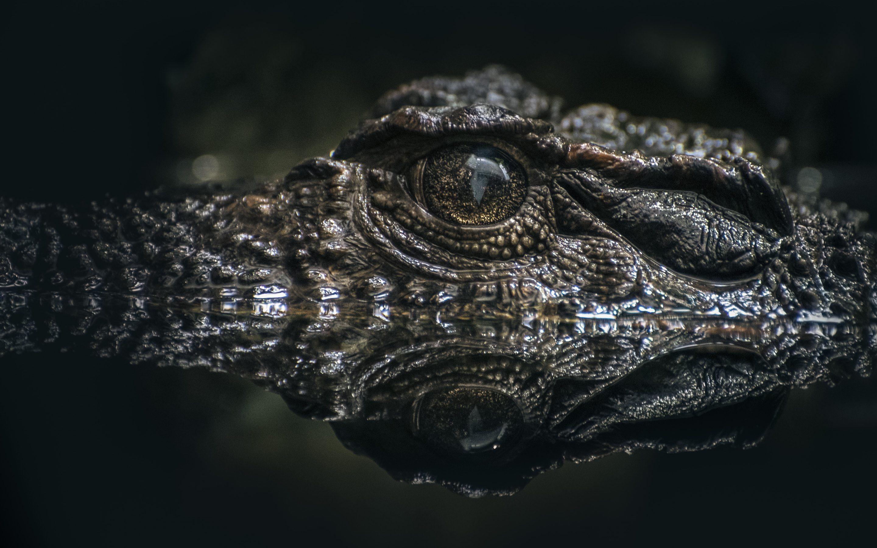 Alligator. HD Wallpaper · 4K