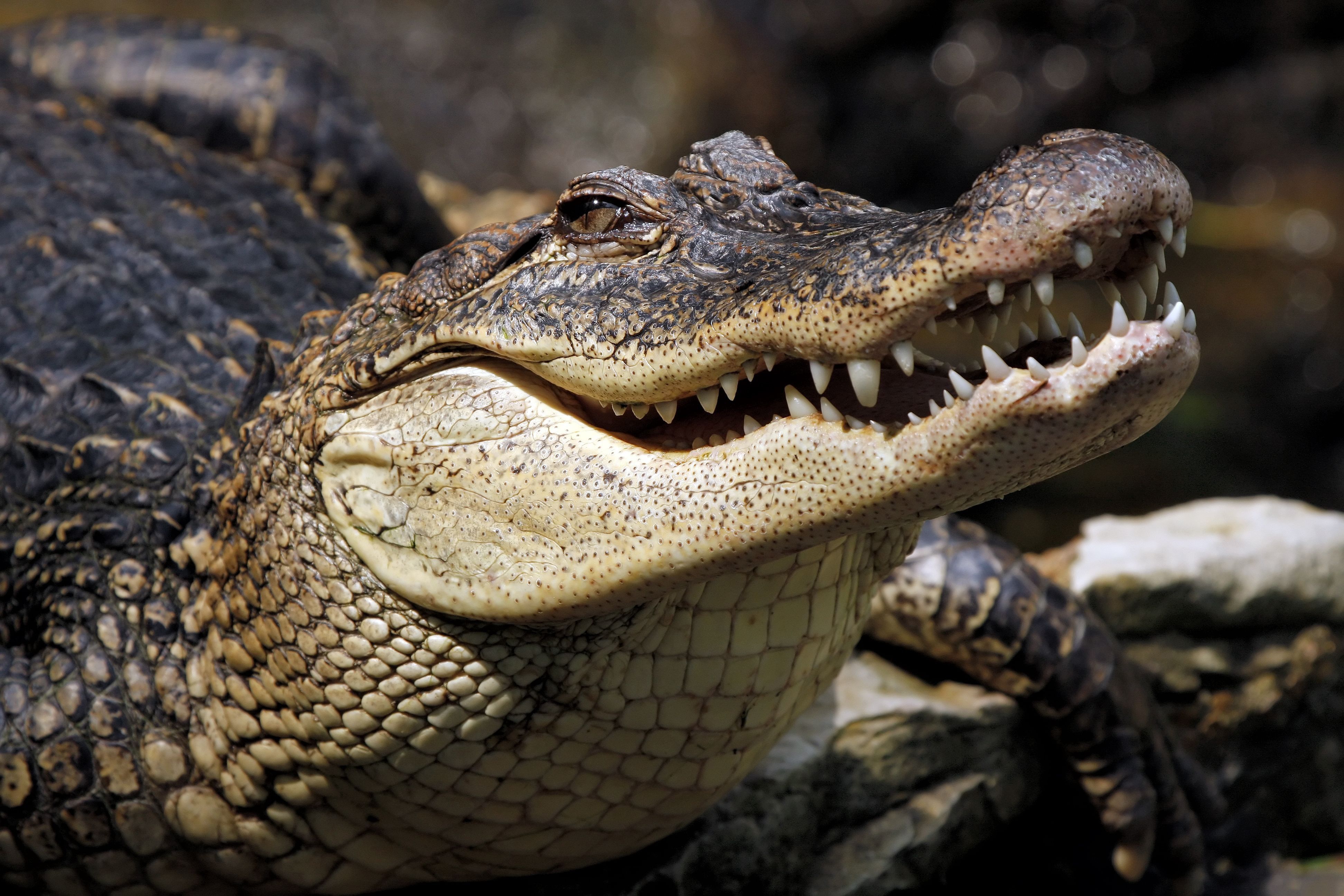 Crocodile HD Wallpaper and Background Image