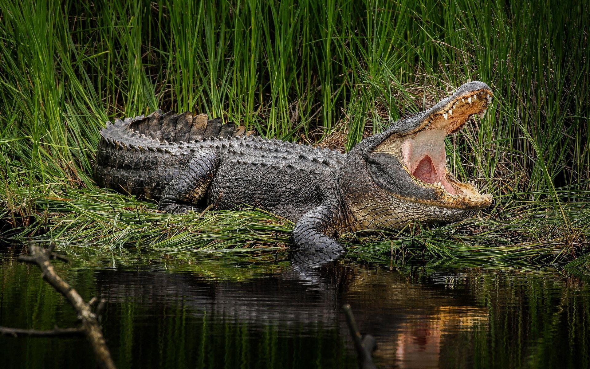 Florida Swamp Wallpaper #ihw. Earth. Reptiles and Animal