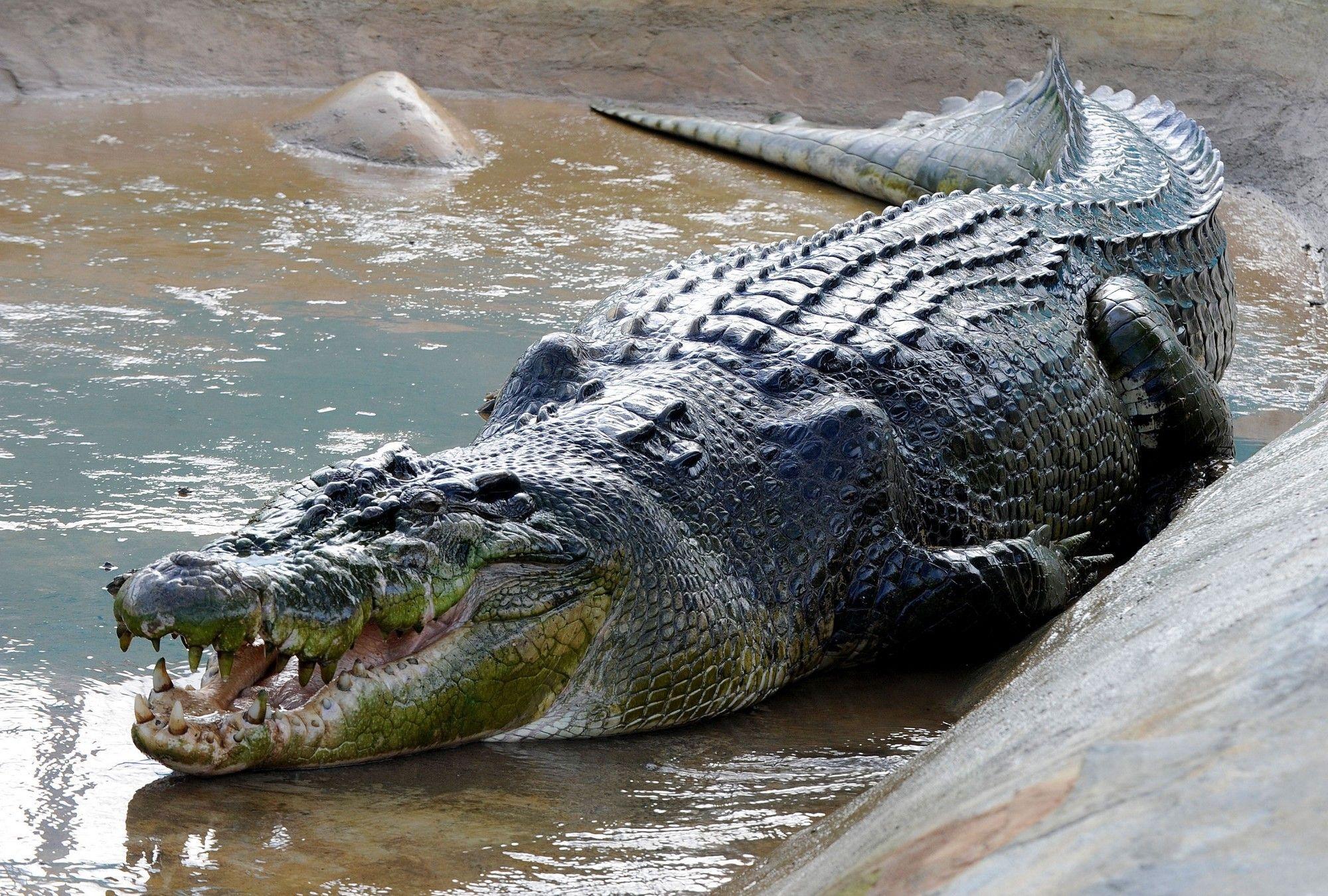 Alligator HD Wallpapers - Wallpaper Cave