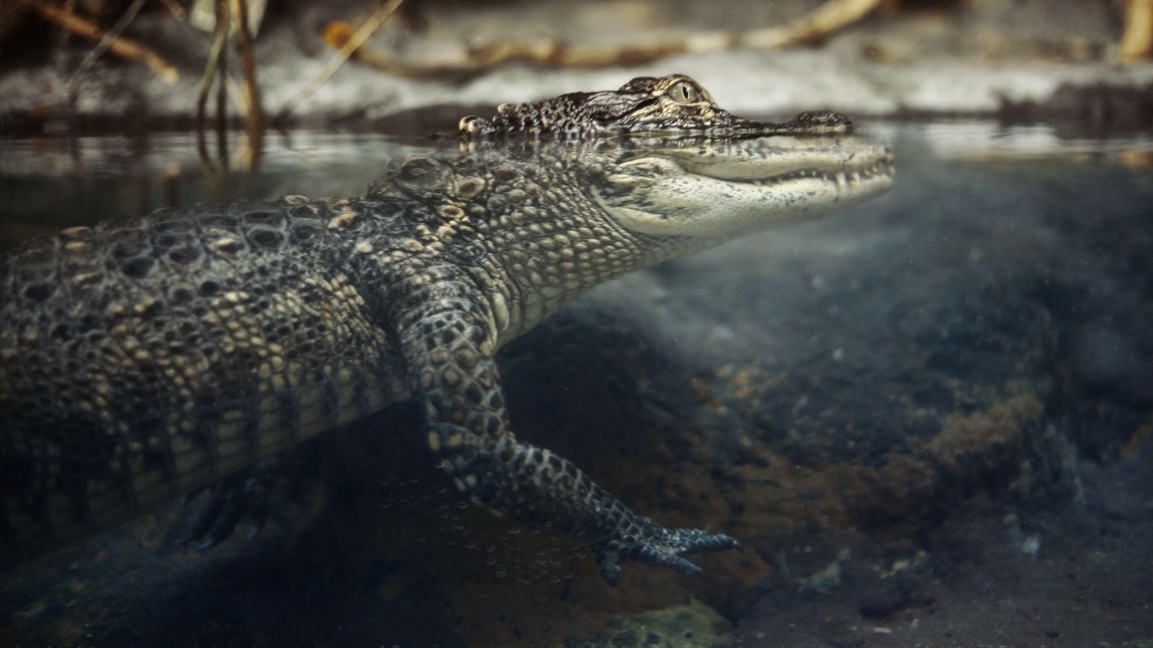 Alligator Uhd (3840×2160). Crocs And Gators