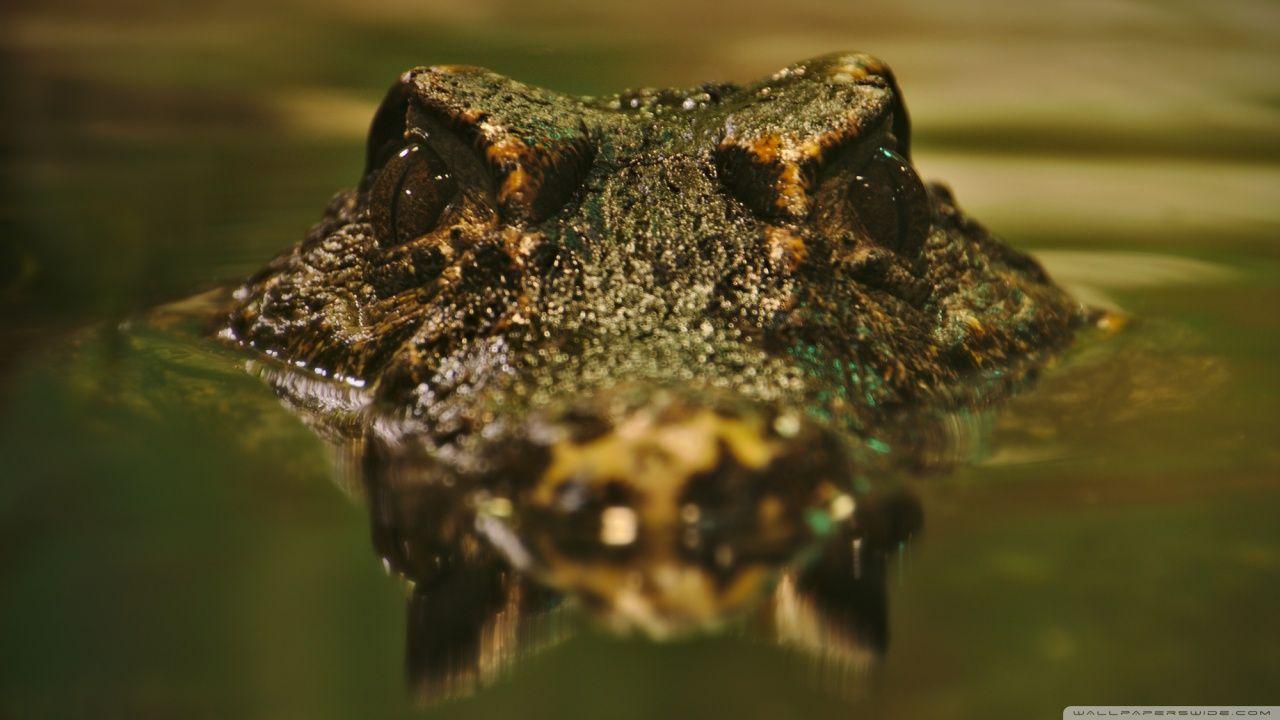 Crocodile ❤ 4K HD Desktop Wallpaper for 4K Ultra HD TV • Wide