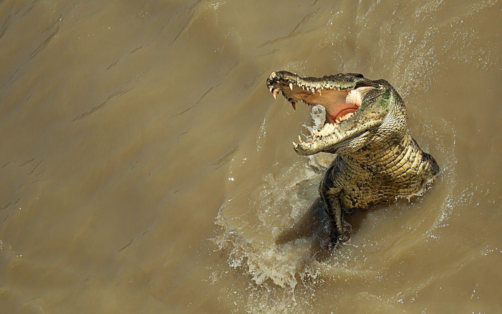 WildLife: Alligator new HD Wallpaper 2012