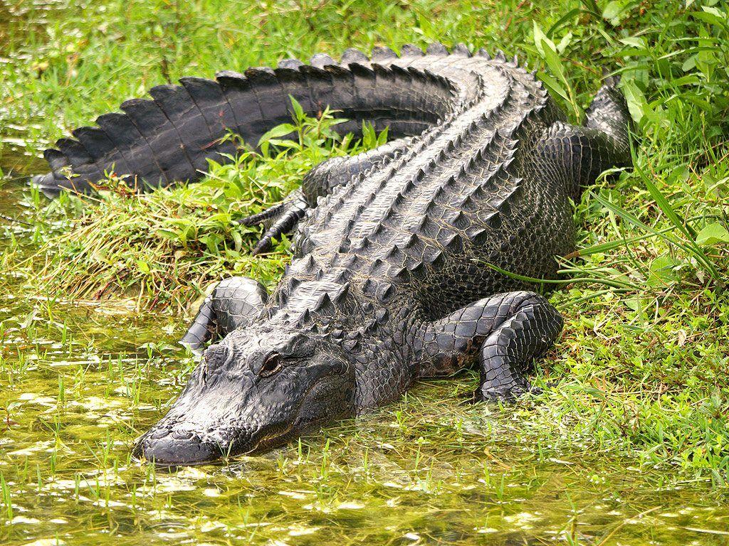 Alligator HD Wallpaper For Background Image. HD Wallpaper