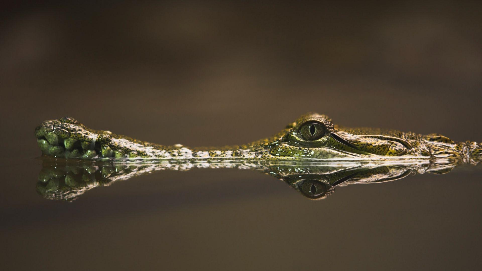 Full HD 1080p Crocodile Wallpaper HD, Desktop Background