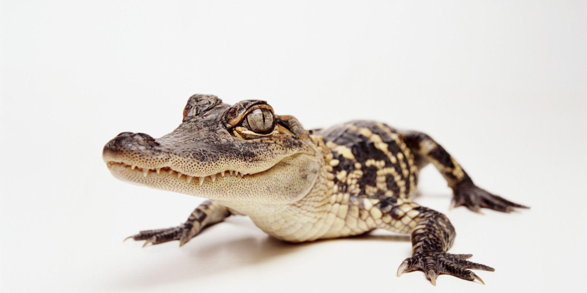 Alligator White Background HD Wallpaper