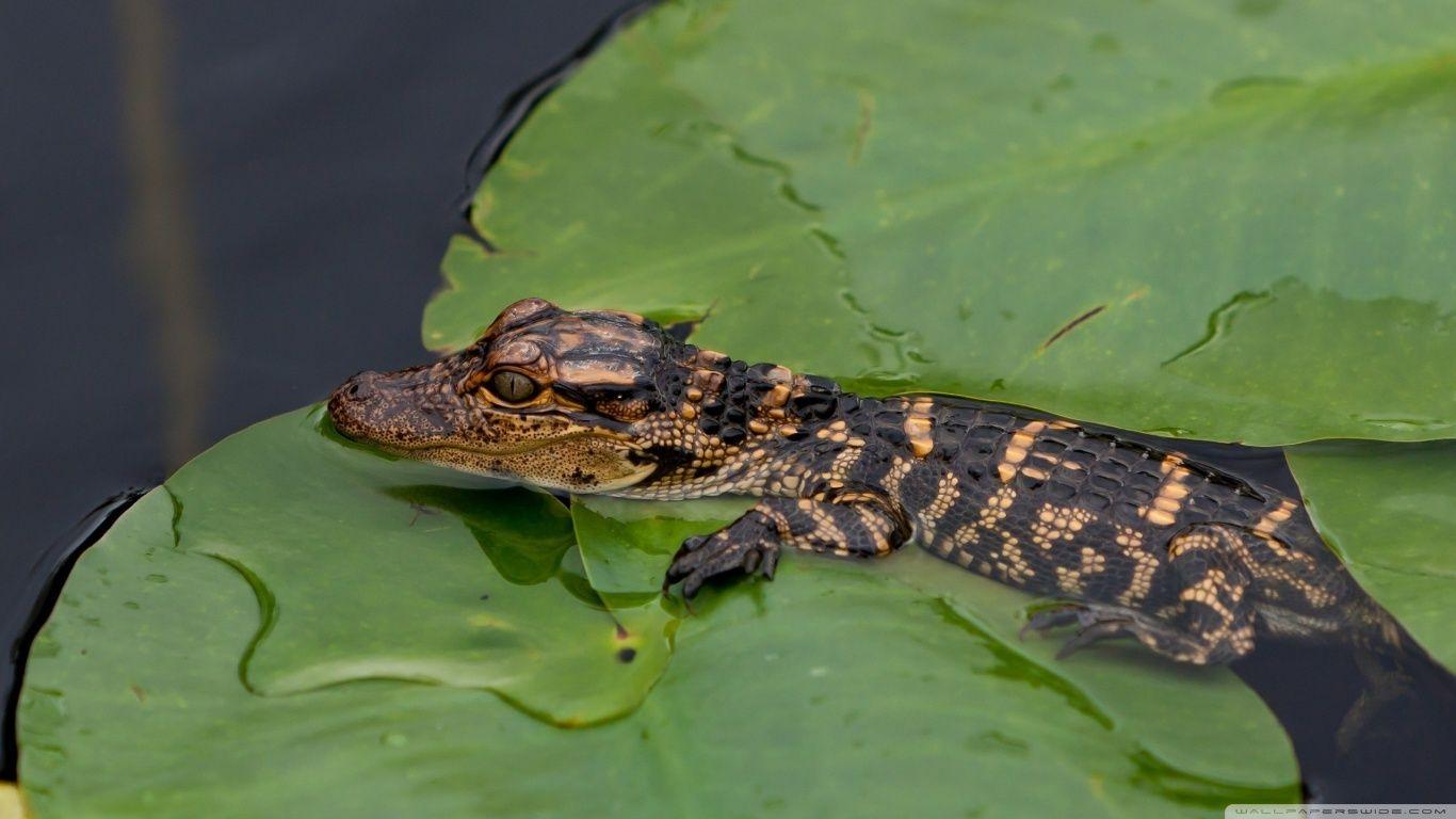 Baby Alligator ❤ 4K HD Desktop Wallpaper for 4K Ultra HD TV