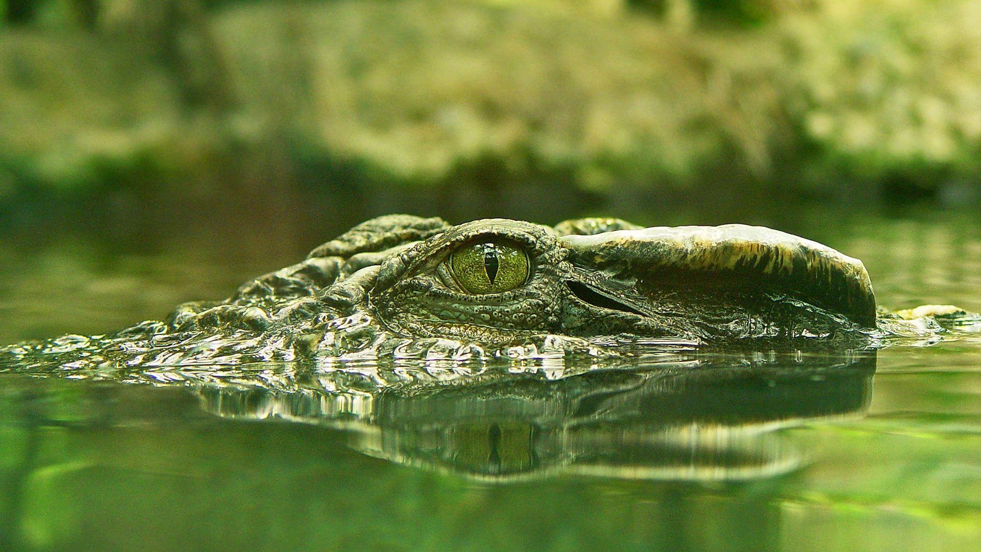 Crocodile With A Frog On His Snout HD Crocodile Wallpaper 1920x1080