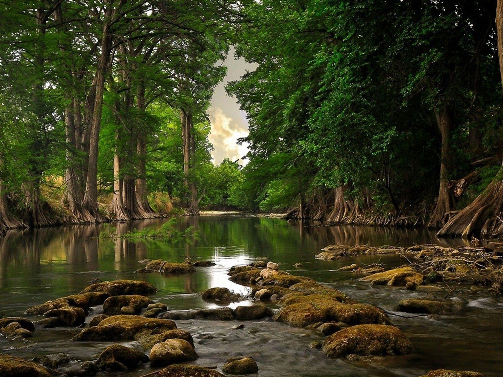 Very Quiet Place Water Trees Quite River Ultra 2560x1600 HD
