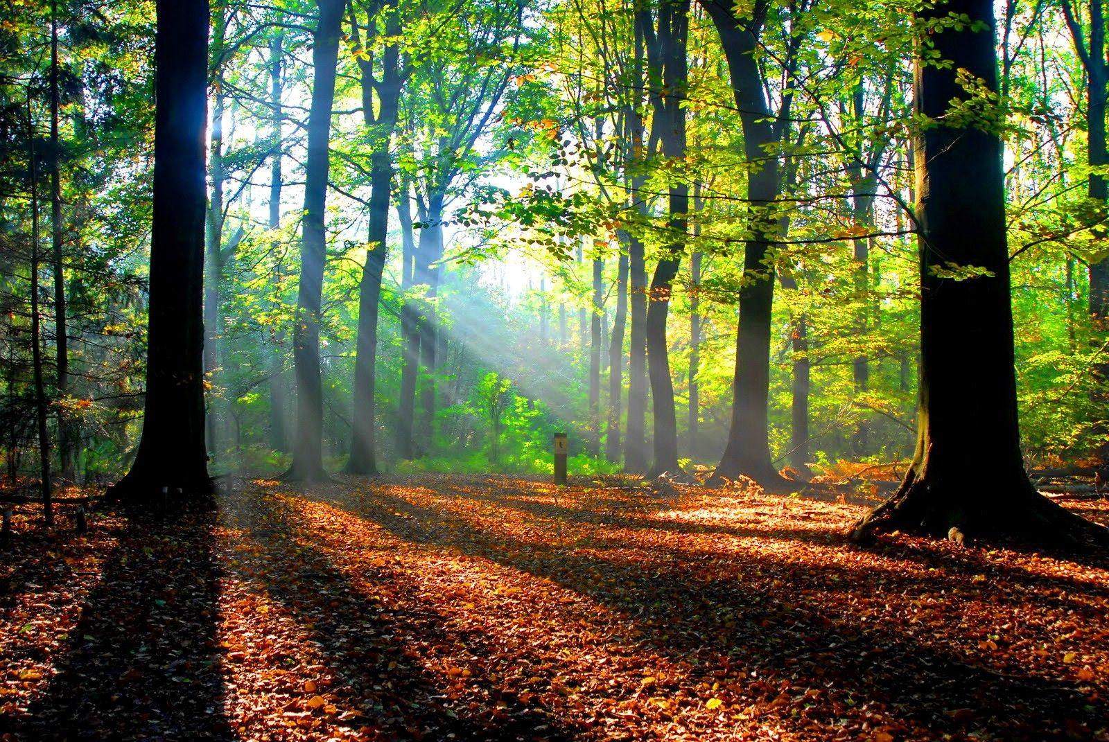 Forests: Calm Autumn Nice Nature Place Branches Rays Forest Lovely