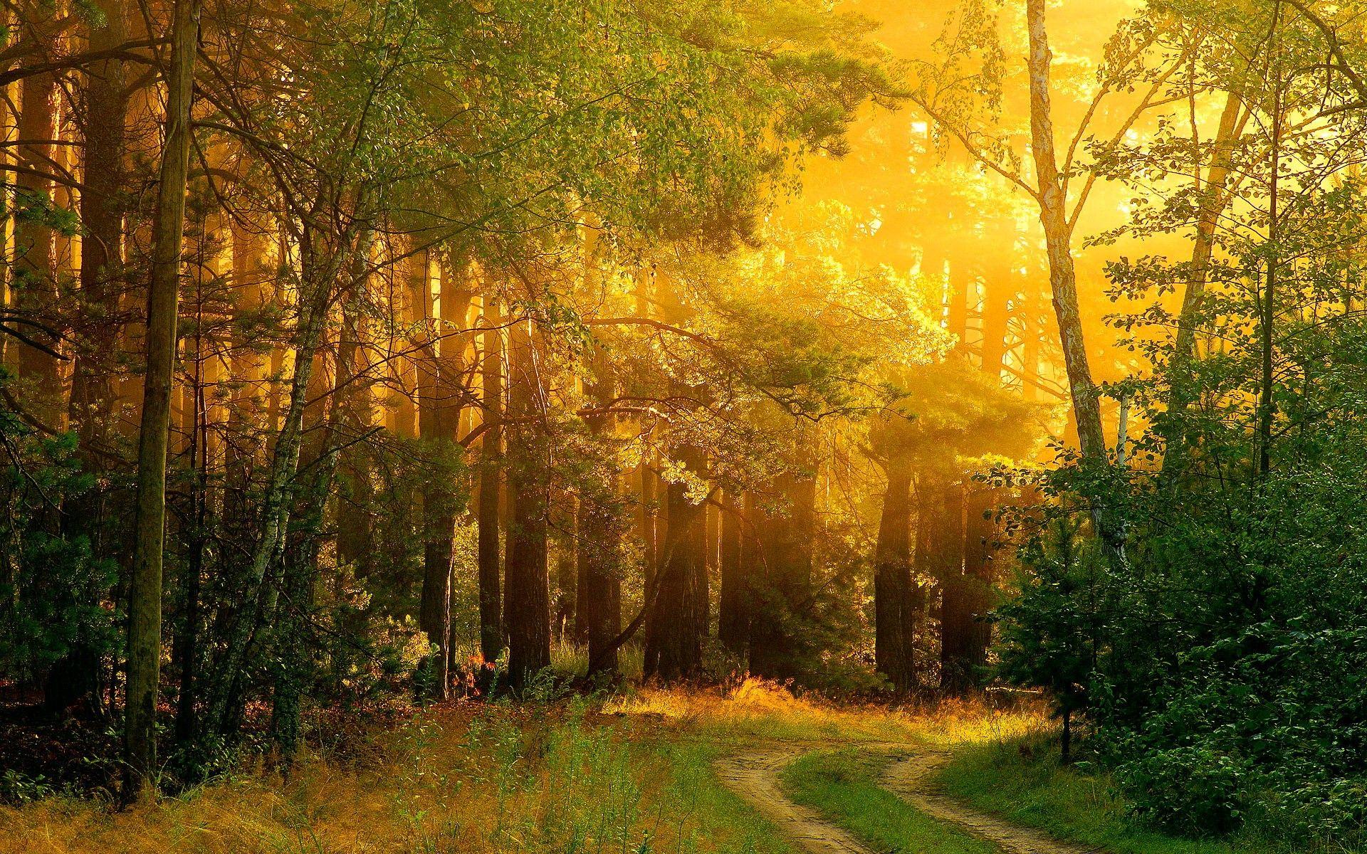 Golden Forest Grass Serenity Peaceful Path Glow Silent Branches