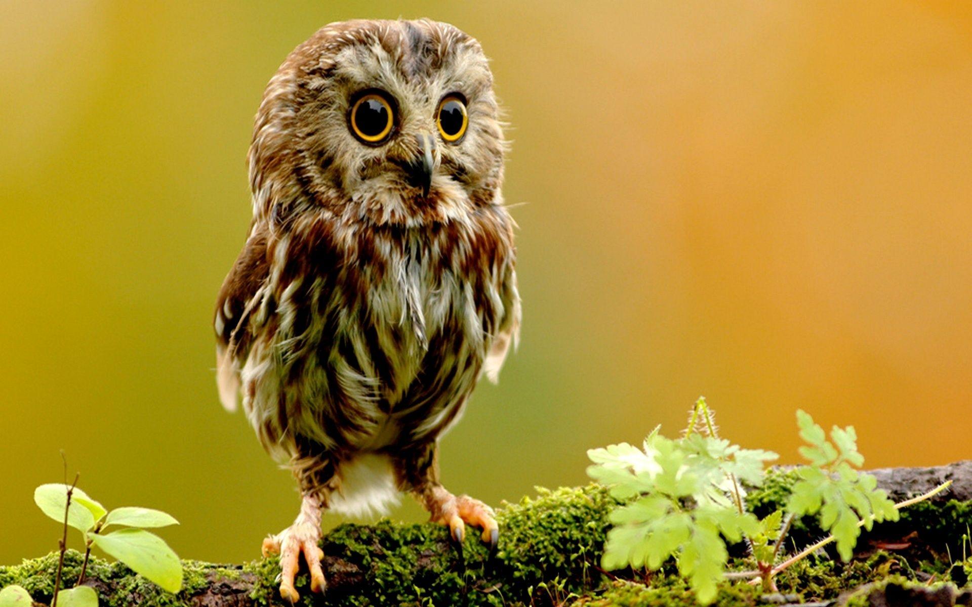 cute owl wallpaper Desktop Wallpaperk HD