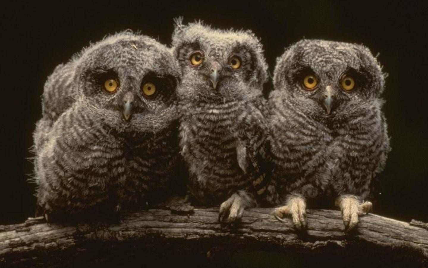 image Of Owls wallpaper (64 Wallpaper)
