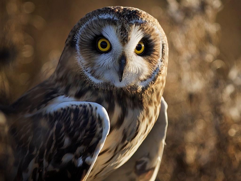 Owl HD Wallpaper Desktop Picture