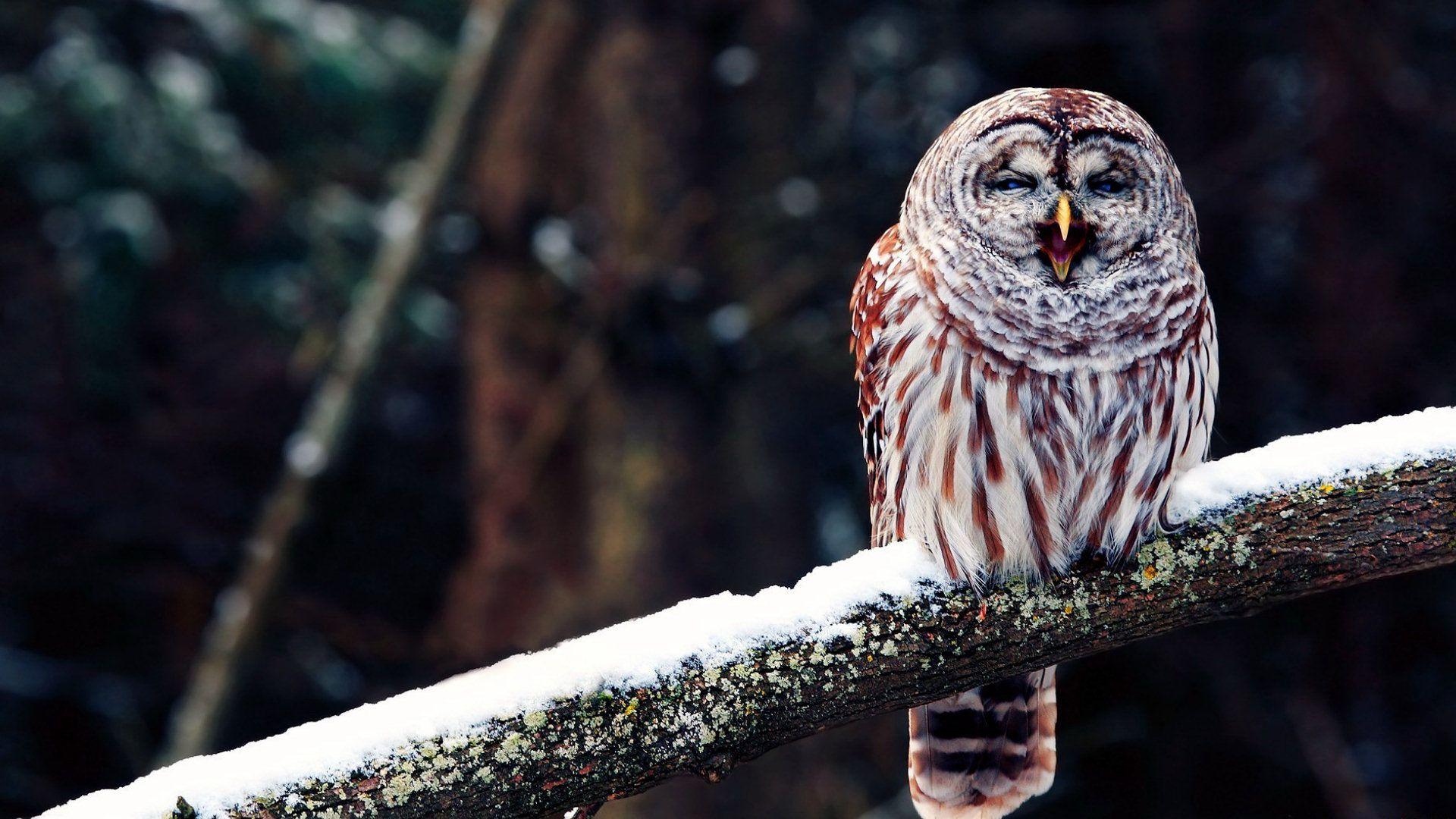 Owl Photo, Download Owl Wallpaper, Download Free Owl Wallpaper