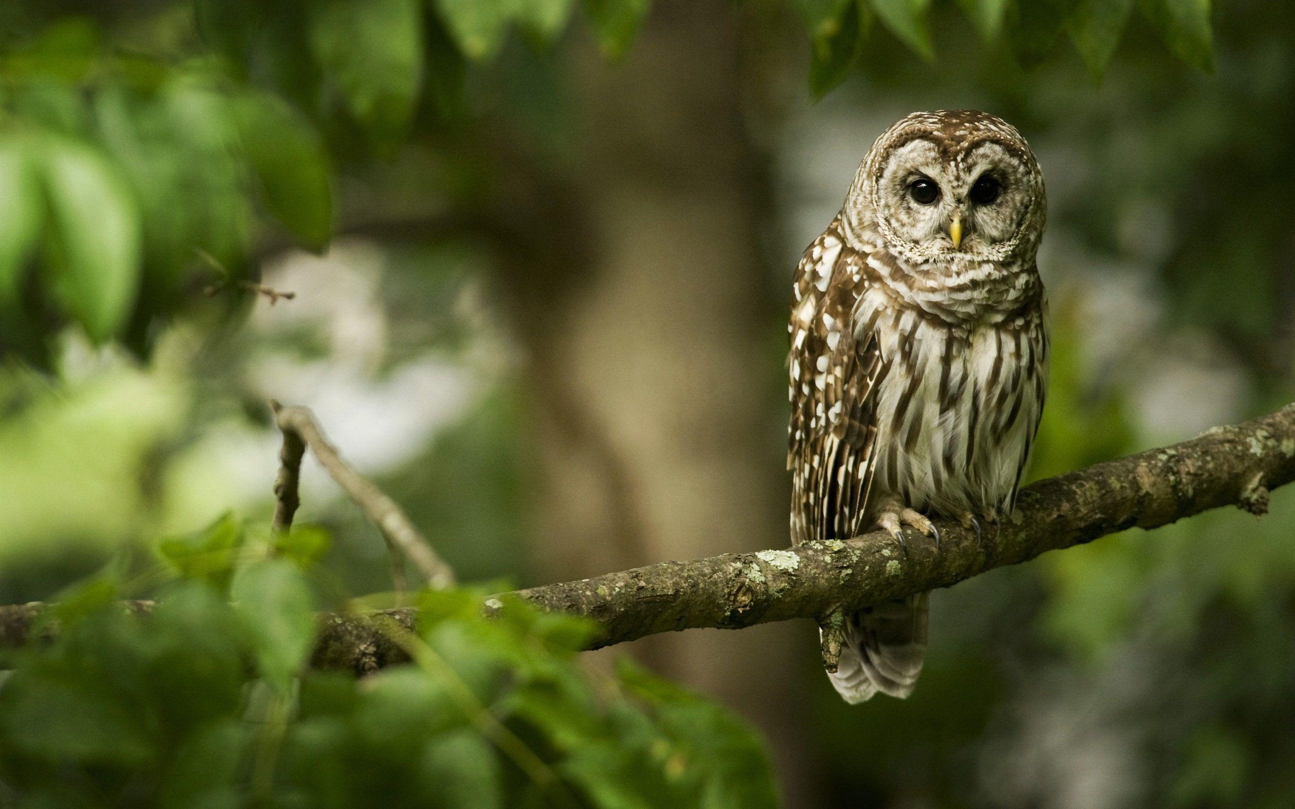 Owl Wallpaper 47 High Quality Owl Wallpaper Full HD Picture