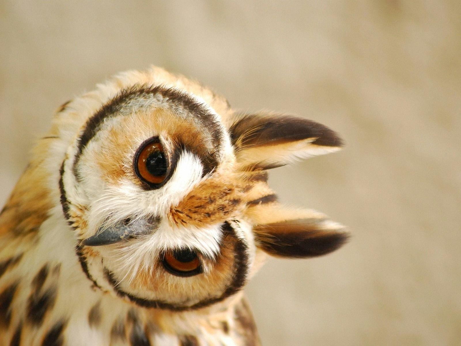 Cute Owl Picture