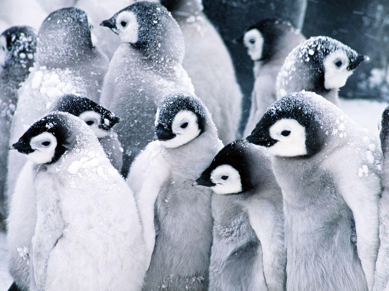 Baby Penguins Wallpaper Penguins Animals Wallpaper in jpg format
