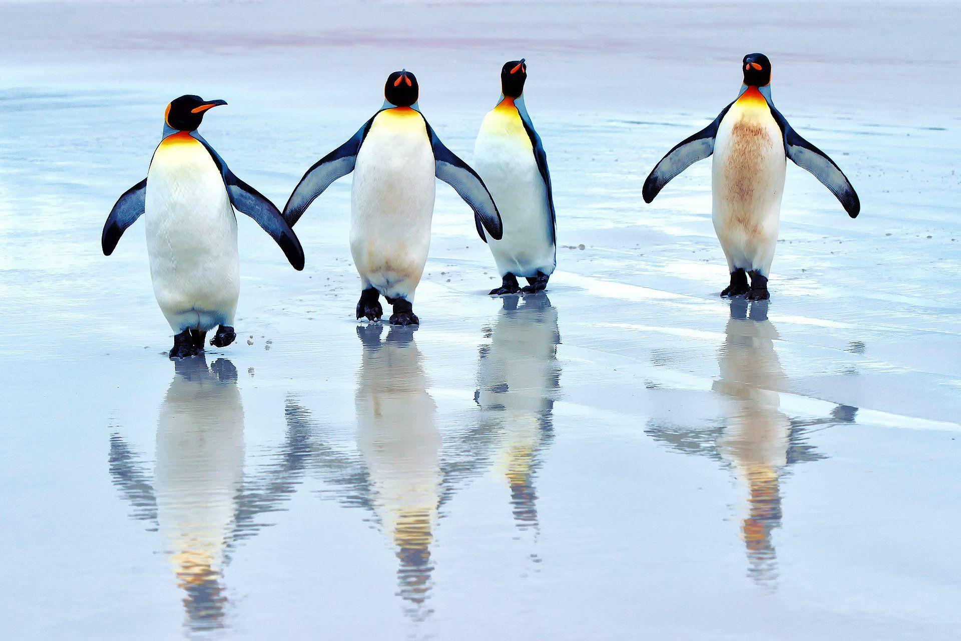 Penguin HD Wallpaper Background Wallpaper. HD Wallpaper