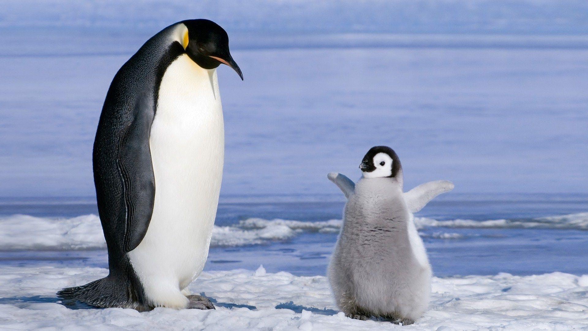 Penguin Parrent and Baby Penguin Wallpaper HD / Desktop