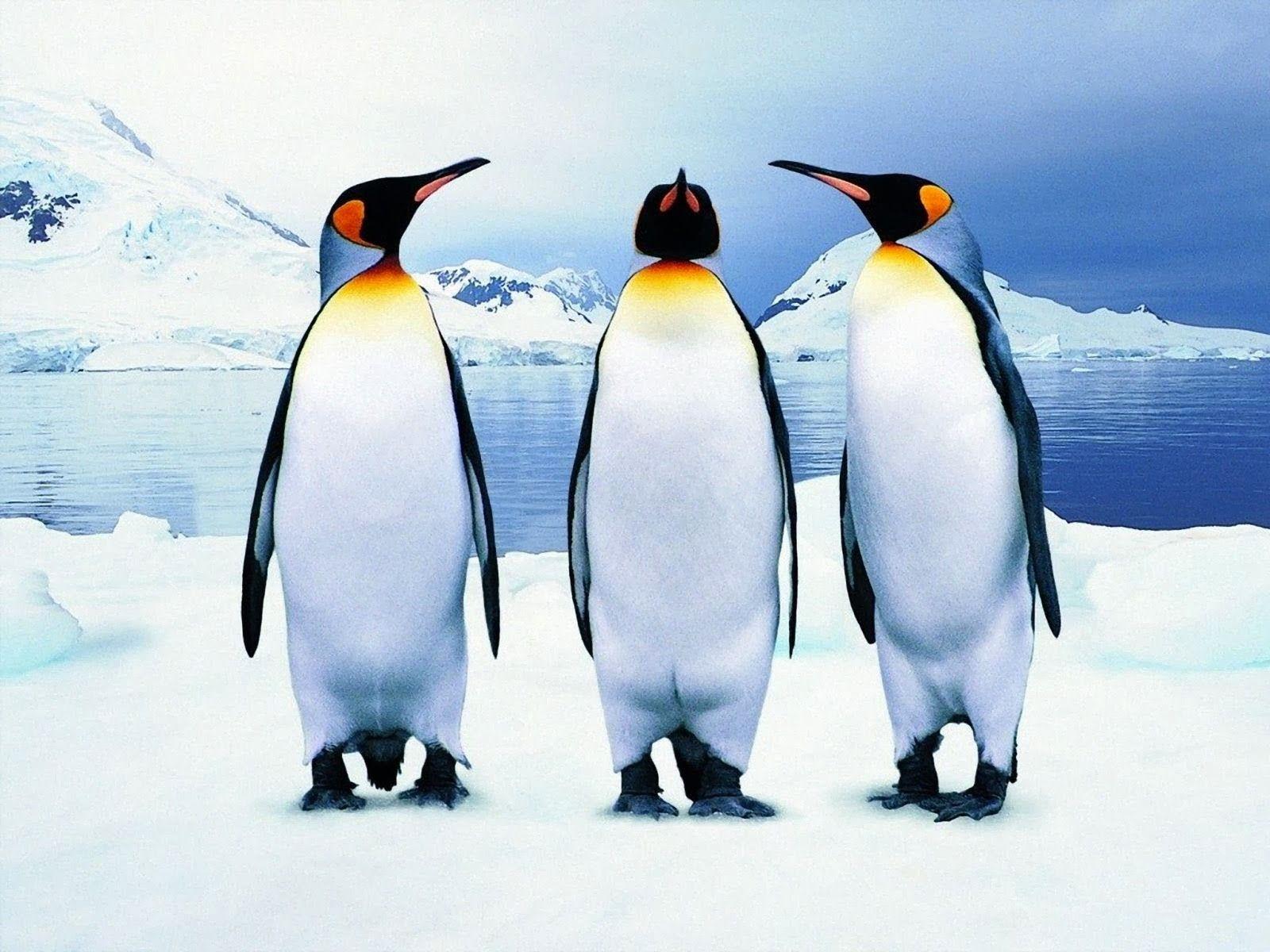Baby Penguins wallpaper wallpaper free download 2560×1440 Image