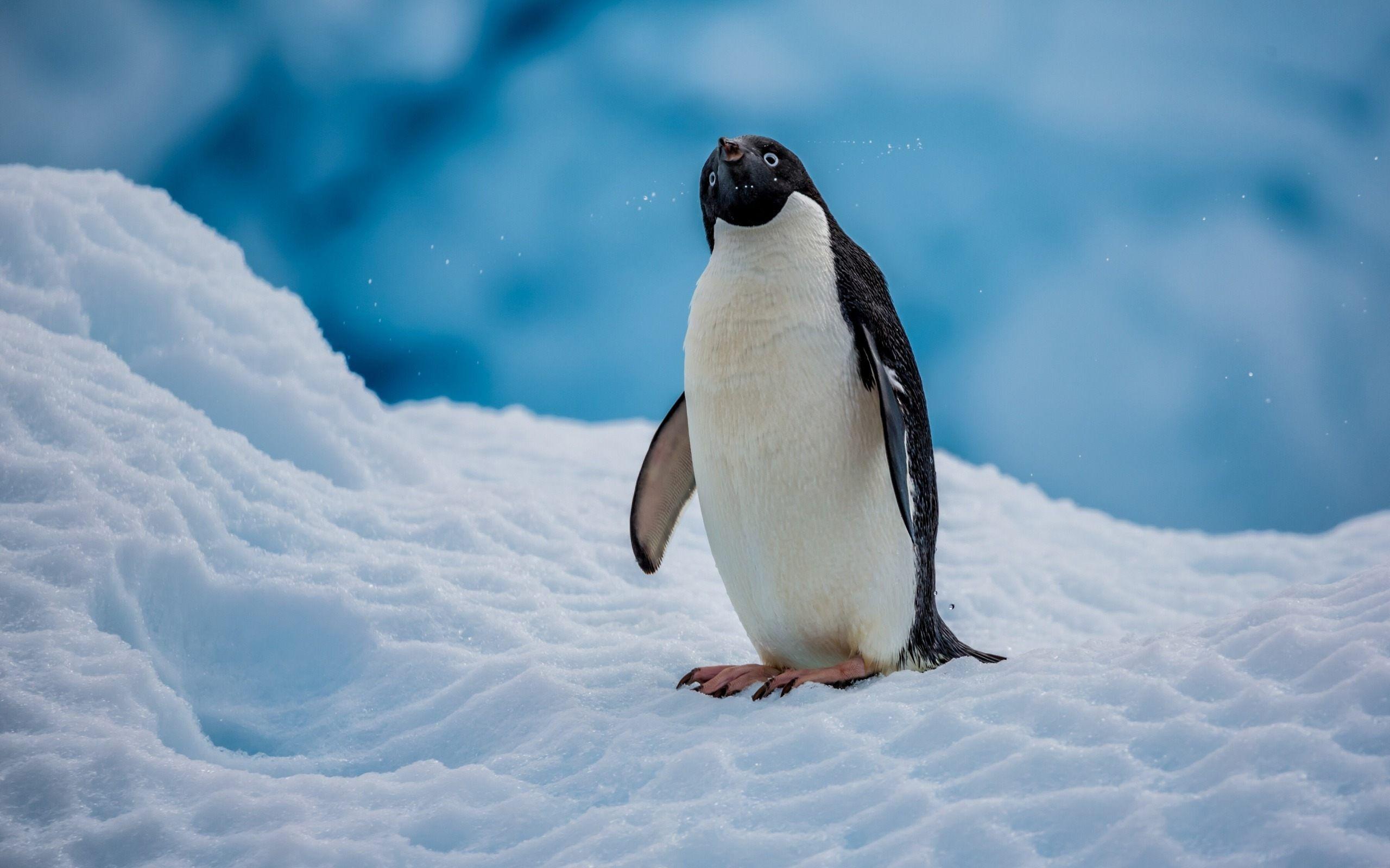 Penguin animal. GFXHive. HD Wallpaper