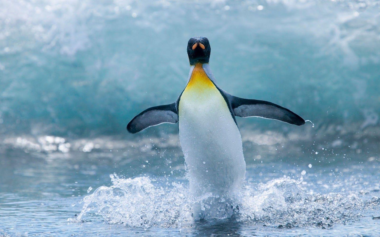 Picture of a water skiing penguin. HD Animals Wallpaper