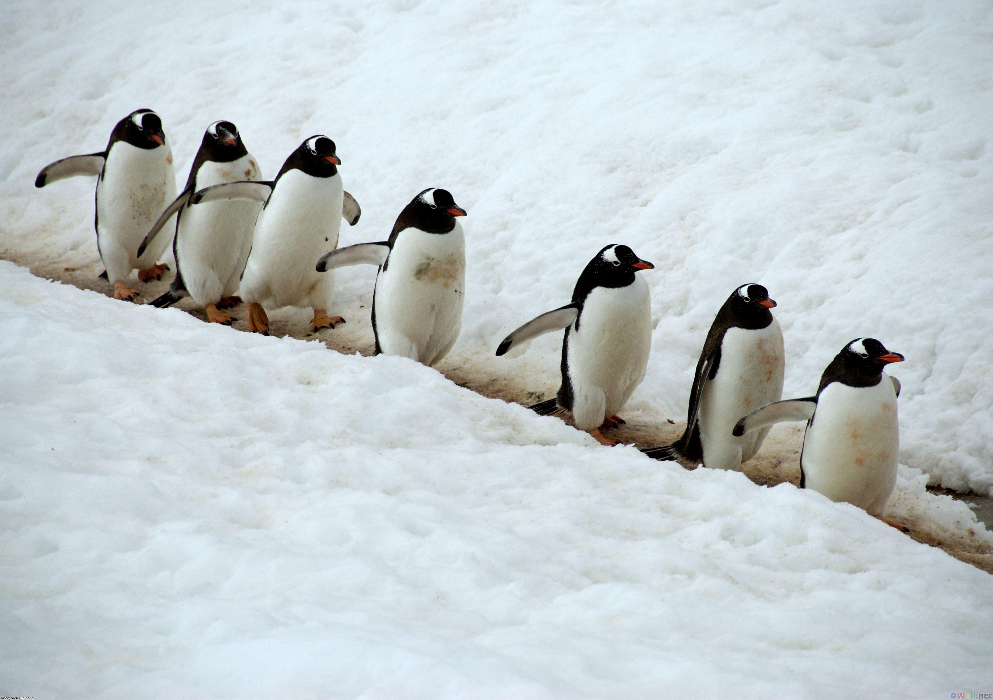 Cute Baby Penguins. Penguins Wallpaper HD. Wallpicshd. Cute